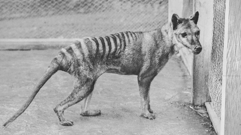 Most complete Tasmanian tiger genome yet pieced together from 110-year ...