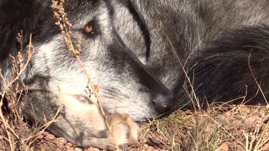 26 Agriculture, Livestock Organizations Petition CPW To Delay Gray Wolf ...