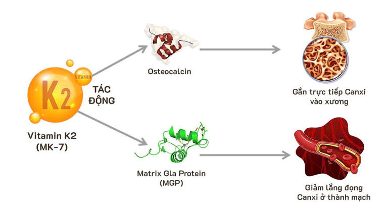 Vitamin K2 là vi chất quan trọng giúp con khỏe mạnh và hỗ trợ tăng trưởng chiều cao. Ảnh: LineaBon