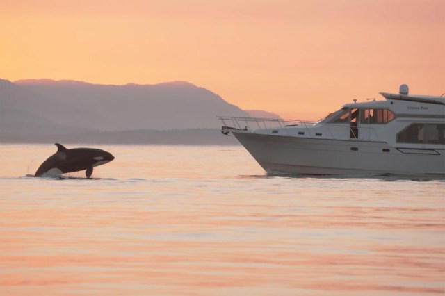 Wildlife videographer nails entitled yacht owner with unmistakable footage and a call to the authorities: 'Video provided strong evidence'