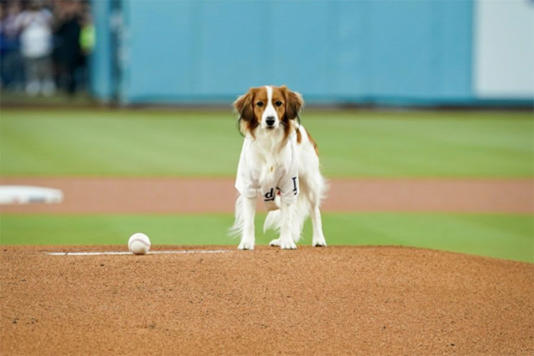 始球式に臨んだ大谷翔平の愛犬・デコピン【写真：ロサンゼルス ドジャース公式インスタグラム】