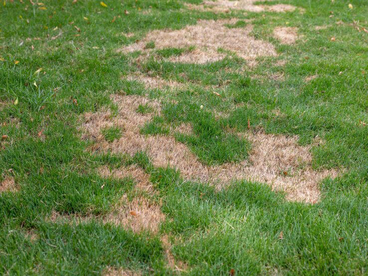 Herbstdünger für Rasen Ohne diesen Nährstoff stirbt dein Grün