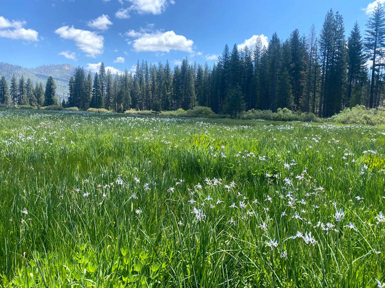 Wild irises bloom at Ackerson Meadow in Yosemite National Park, in spring 2023.