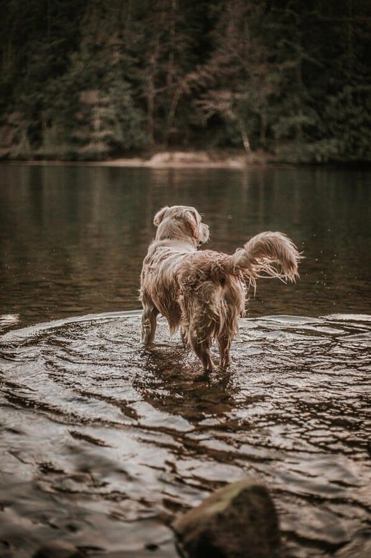 are golden retrievers water dogs