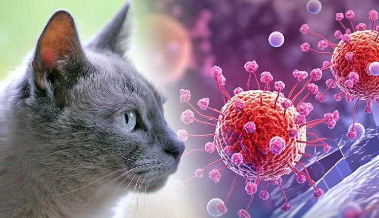 how-long-can-cats-live-with-feline-hiv