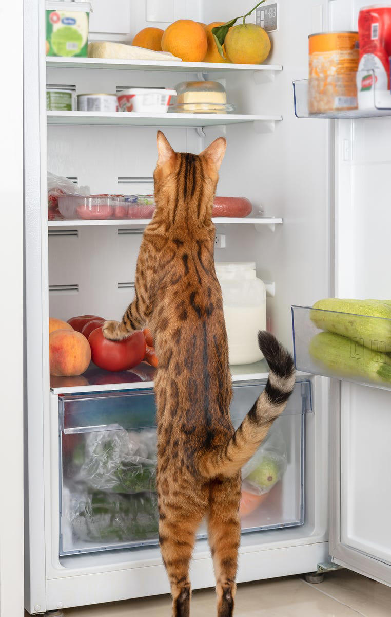160-cute-and-funny-food-names-for-cats