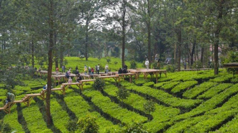 Area kebun teh Agrowisata Gunung Mas, tempat wisata keluarga di Bogor.