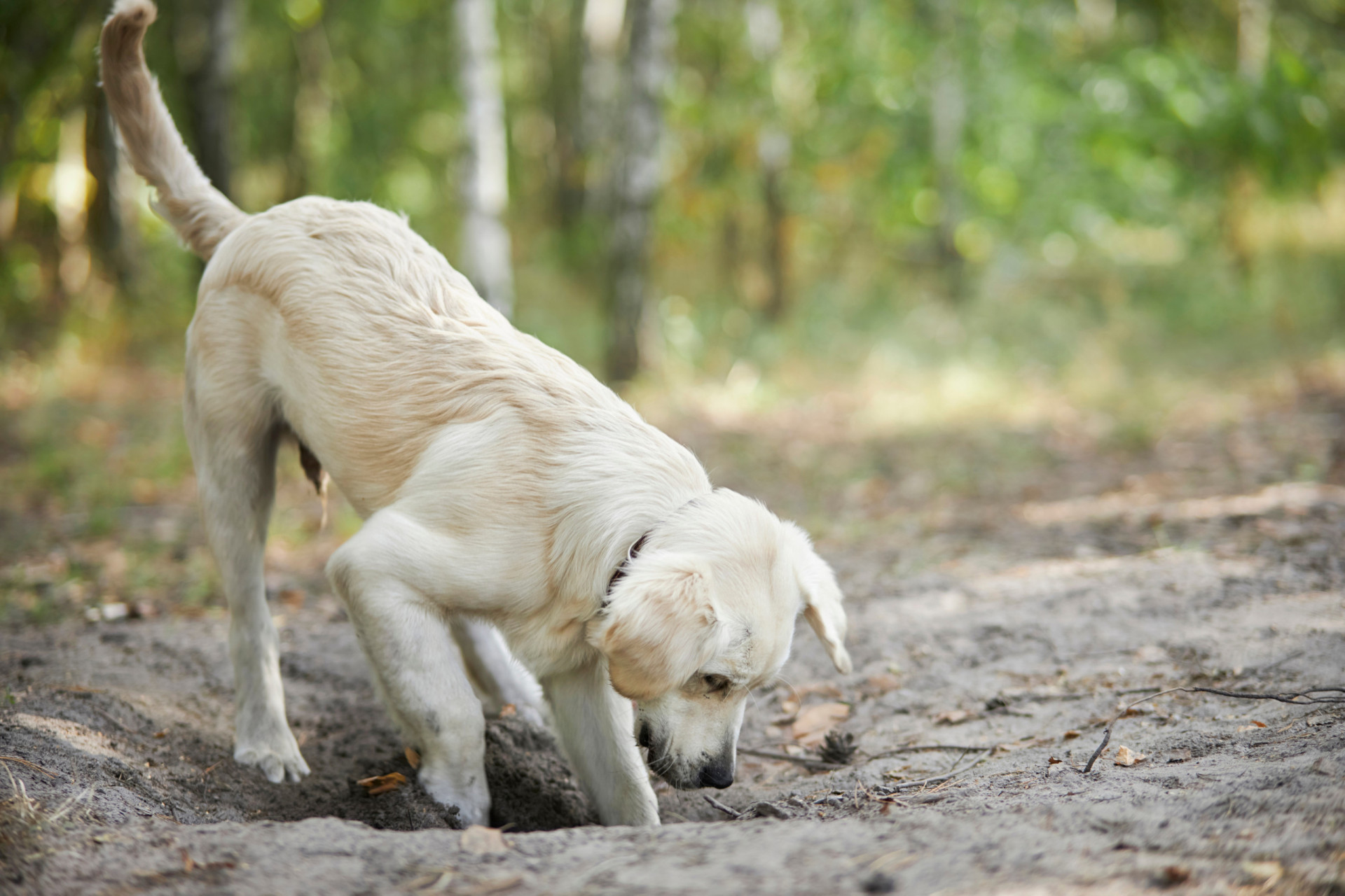 View of 40 Strange Dog Behaviors Explained – VWJNN