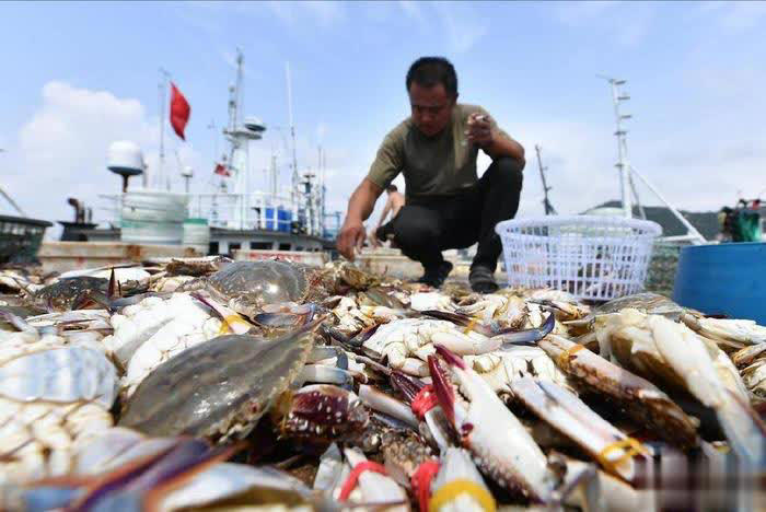 开海了，这4种“海鱼”别错过，纯野生，无养殖，便宜又解馋