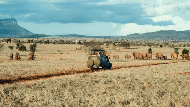 South African safaris give us an amazing opportunity to view the wildlife and is one of the top experiences you can have in your life. One of these top safari choices to see is the Aquila Game Preserve, a short distance outside of Cape Town and where you need to go next.