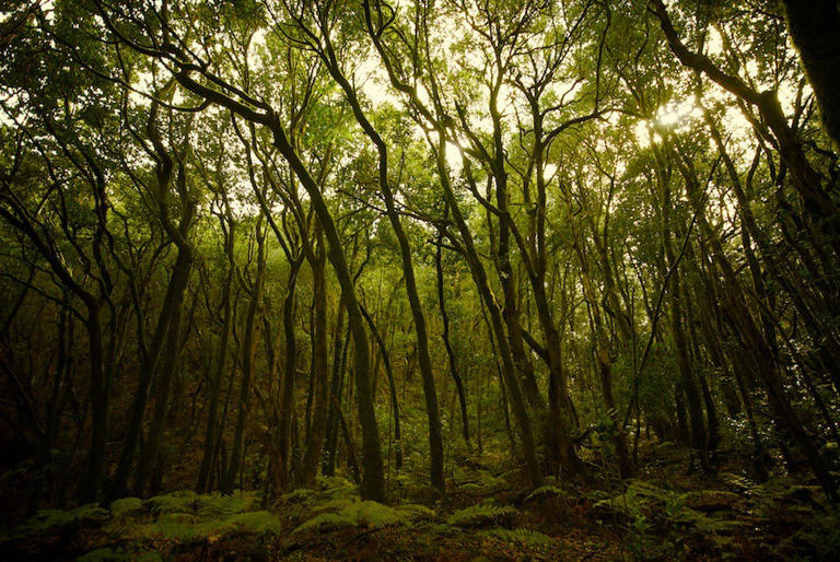 Garajonay National Park