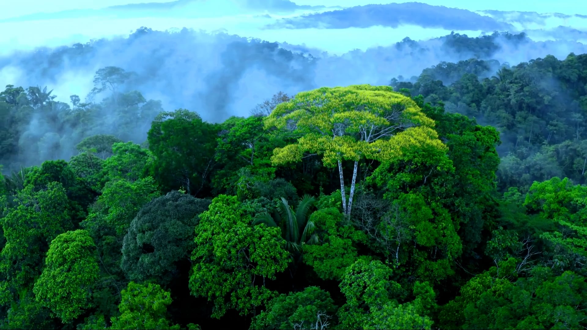 Amazonas-Luft-Odyssee: Zeuge des Herzens der Biodiversität