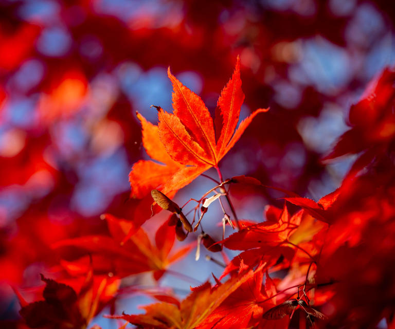 Trees with red leaves 9 varieties for stunning color, even in winter