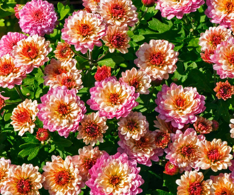Should you deadhead chrysanthemums in fall? Here's why it's a good idea