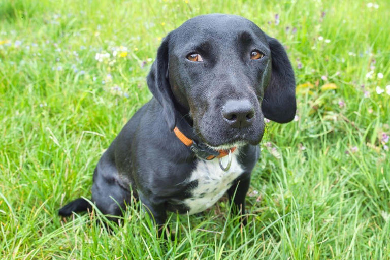 Dog crossbreeds 2025: These are the top 10 most popular adorable dog ...