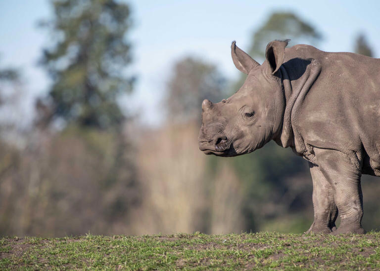 Granville, a five-year-old male, arrived from West Midlands Safari Park.