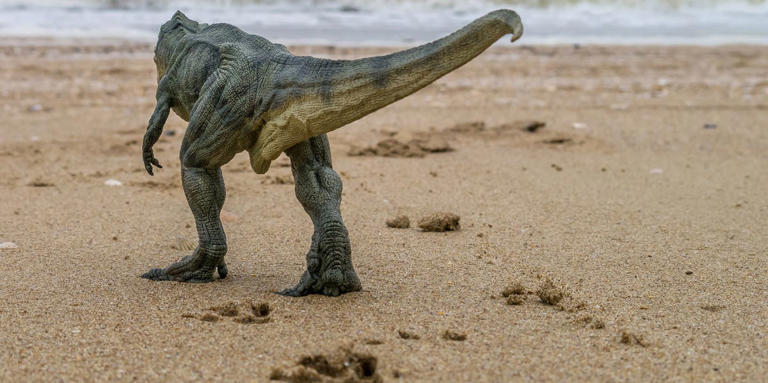 A 10-year-old girl out on a shoreline stroll on a Wales beach literally stumbled upon five prehistoric dinosaur footprints.