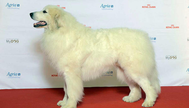 The Great Pyrenees: The Fearless Guardian Breed