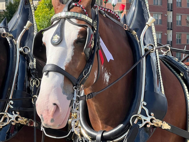 Iconic Budweiser Clydesdales trot into National Harbor for a good cause