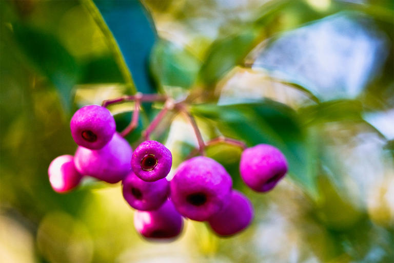 How to grow and care for your lilly pilly plant