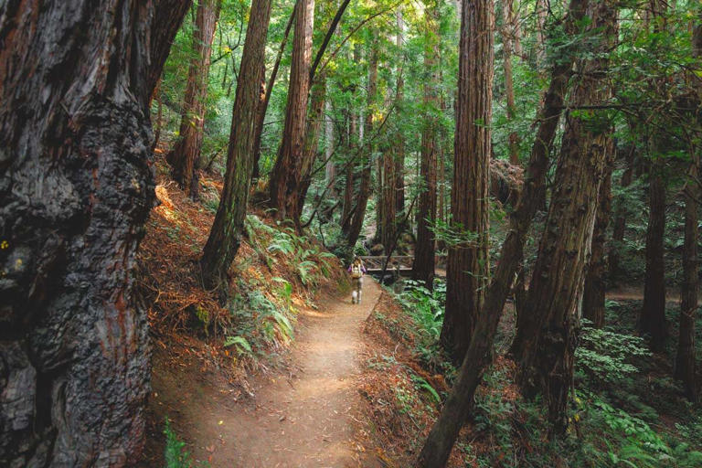 Located north of San Francisco, Muir Woods National Monument is a serene and enchanting forested area. Despite its small size, the park...