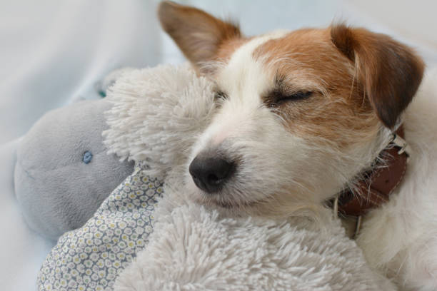 Wie lange sollten Hunde pro Tag schlafen?