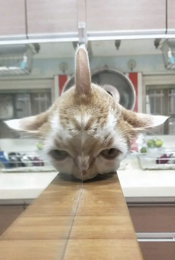 The cat is just aligned with a mirror. u/MichySwan / reddit.com