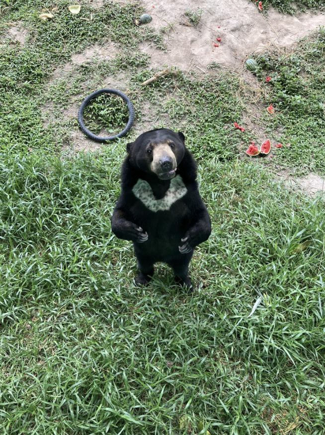 "Sun bears have a blaze of white fur on their chests, frequently tinged with black spots, exactly like you're seeing here." — u/CharlesDickensABox u/ravishing_rose28 / reddit.com