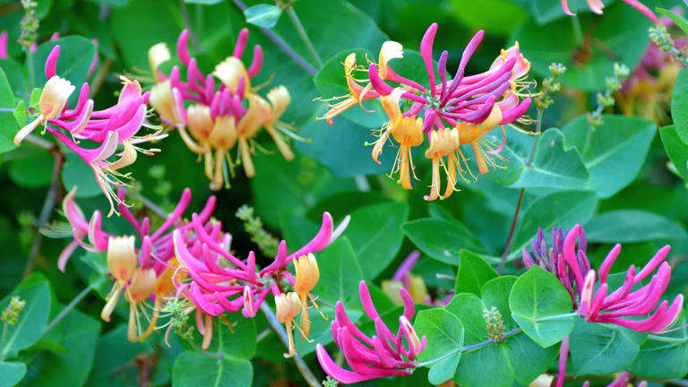 How to grow honeysuckle in pots – the ultimate climbing plant for both ...