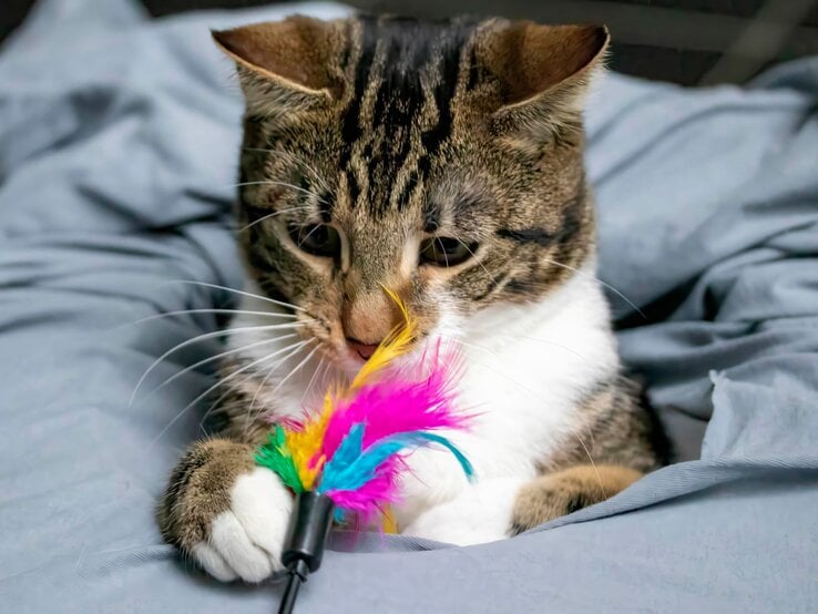 Katzenspielzeug selbst basteln: So geht&amp;#39;s schnell und kostengünstig