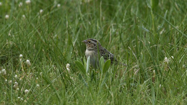 Scientists rejoice after once critically endangered bird hits major ...