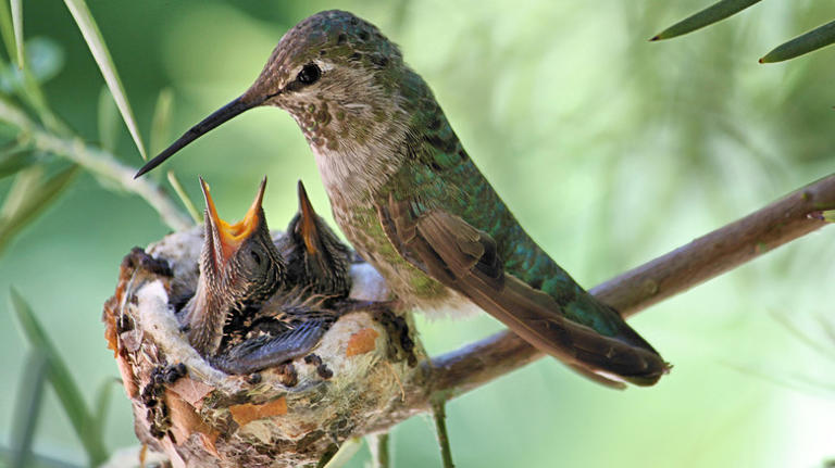 How To Build A Hummingbird Nest Box They Will Actually Use And Like