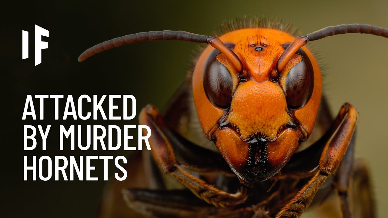 would-you-survive-being-attacked-by-murder-hornets
