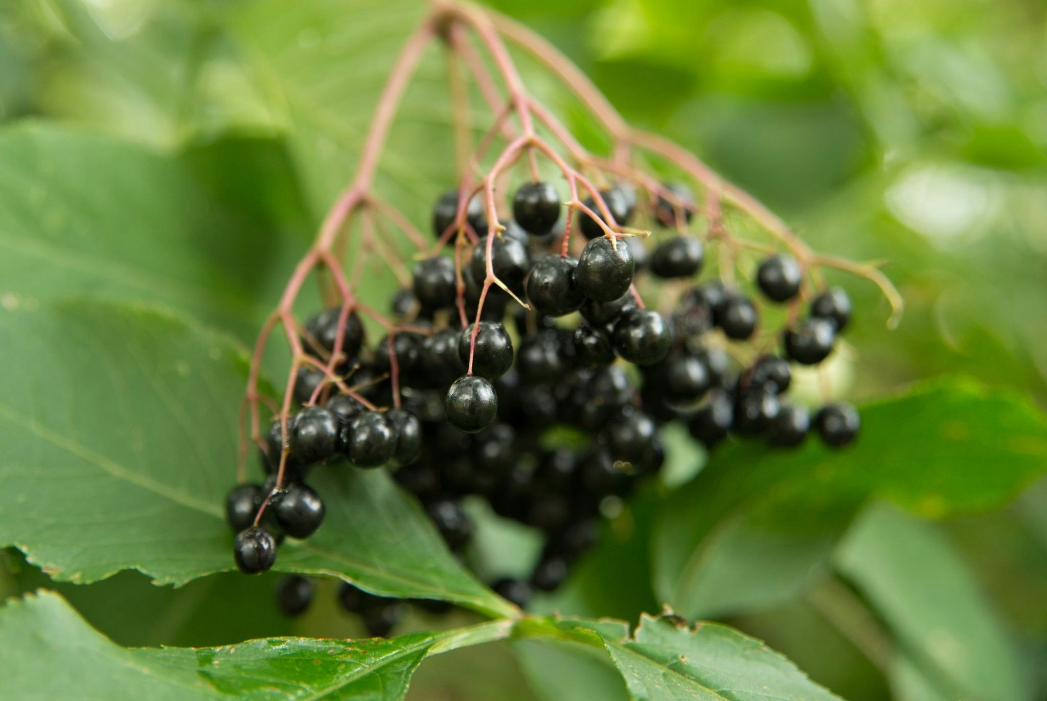 Vorsicht giftiger Doppelgänger: Schwarze Holunderbeeren - bitte einmal ...