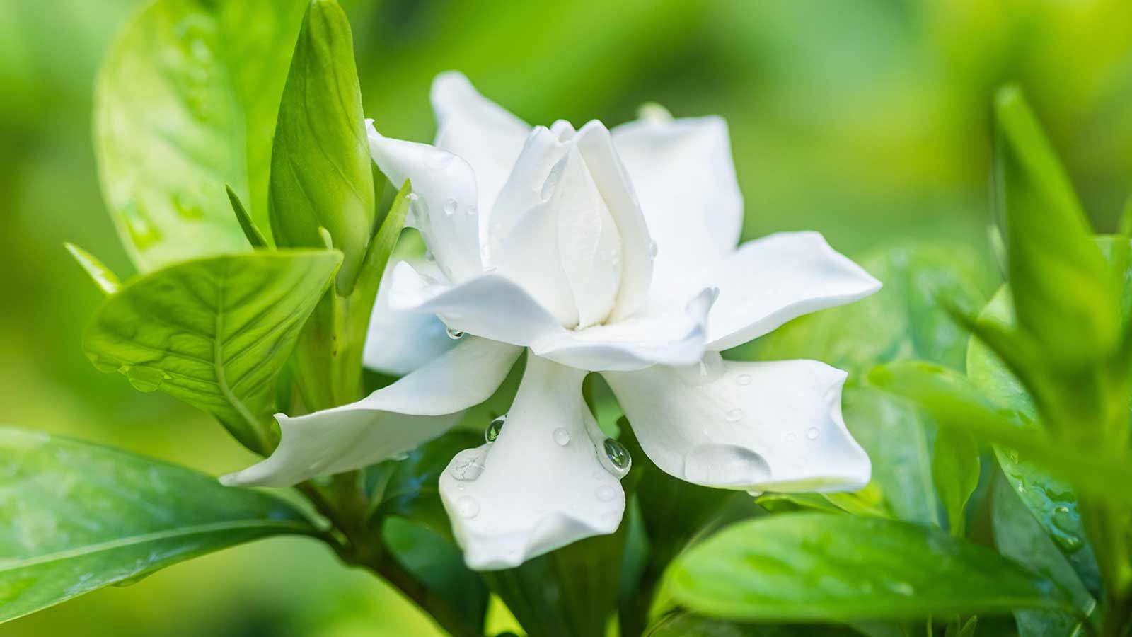 Why are my gardenia leaves turning yellow? Experts share insights and