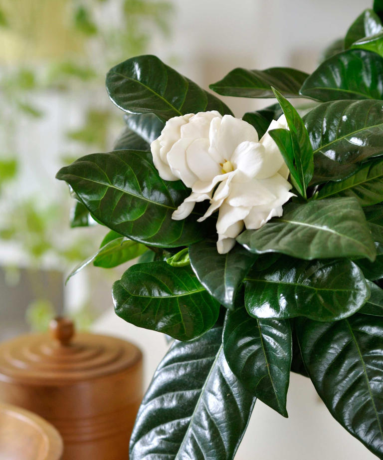 Why are my gardenia leaves turning yellow? Experts share insights and