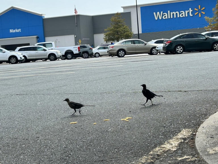 Birds of Walmart: The Great-tailed Grackle