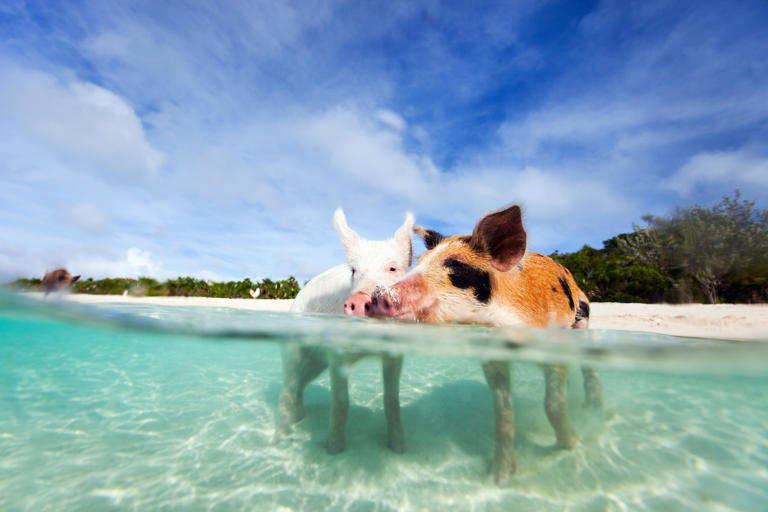 When you look up the Bahamas, at least one of the images you’re likely to see is of what looks like very happy pigs swimming off a pristine Caribbean beach. I don’t know about you, but when I found out the Bahamas beach pigs weren’t just some AI creation, seeing them in person immediately went... View Article