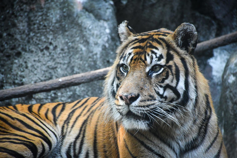 How long can tigers live? What to know about tigers in the wild