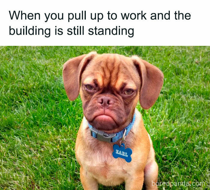 45 Hilarious Work Memes To Look At While You’re Pretending To Be ...