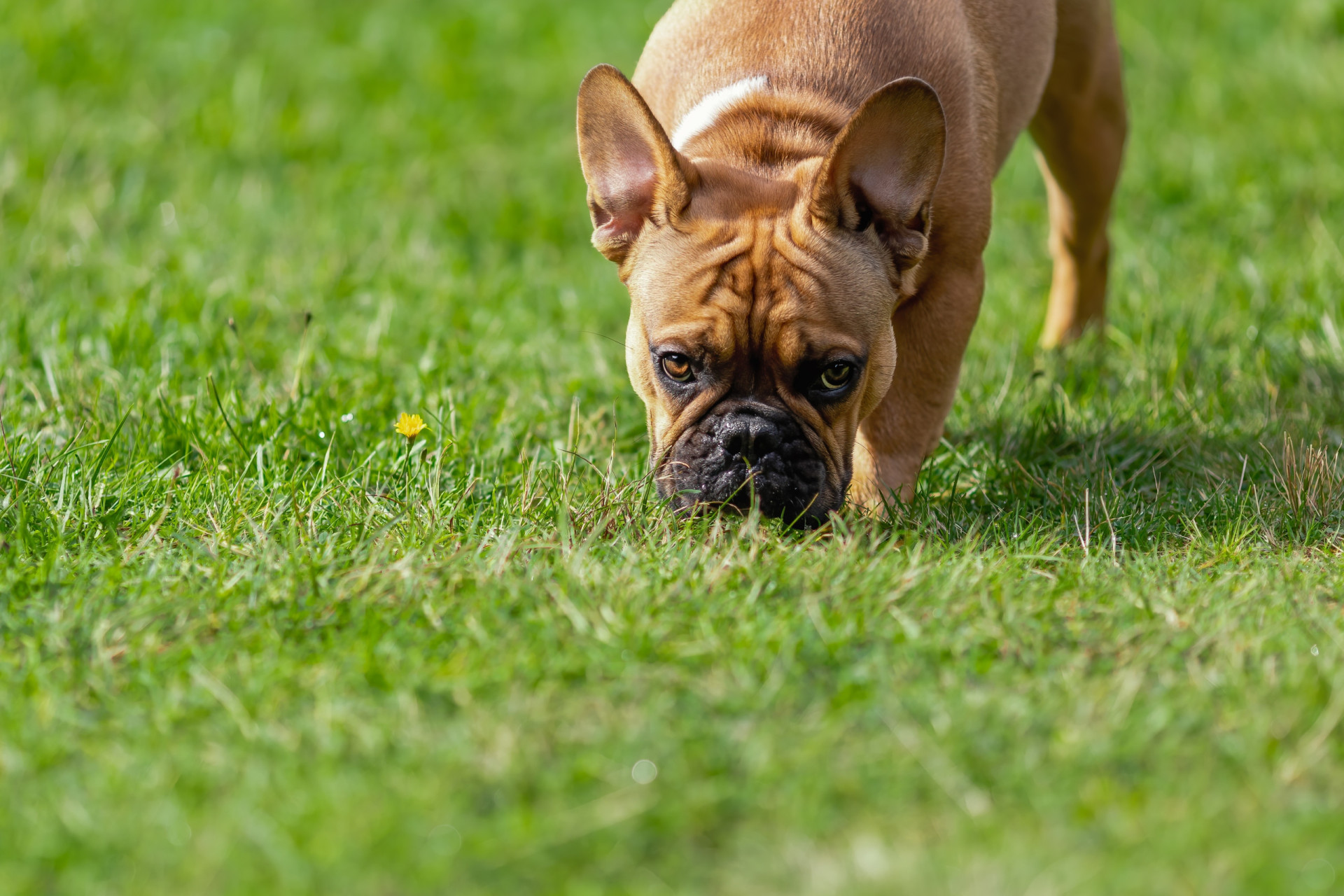 Mærkelige hundeadfærd: Hvad er det, din hund forsøger at fortælle dig?