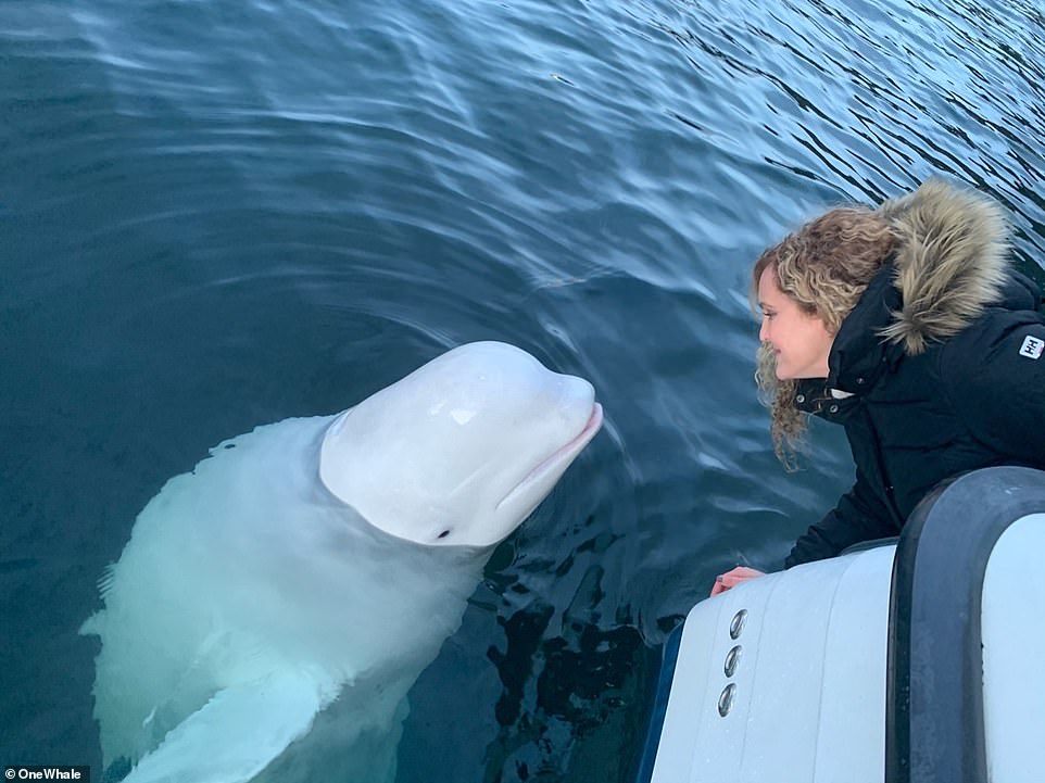 Russian Spy Whale Was 'shot Dead' Found Off Norway