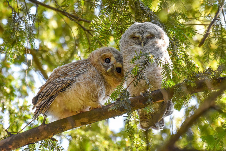 Two tawny owlets curiously watching people walking by