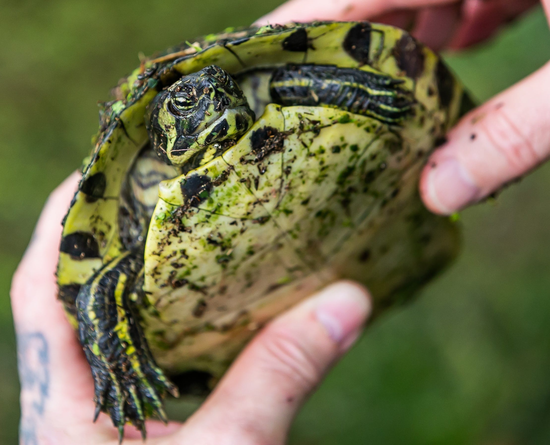 Man accused of selling 1,800 protected turtles overseas