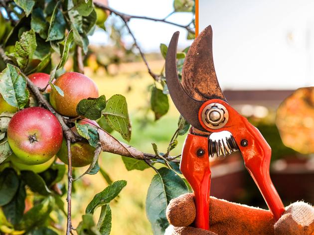 Apfelbaum schneiden – der richtige Zeitpunkt ist entscheidend