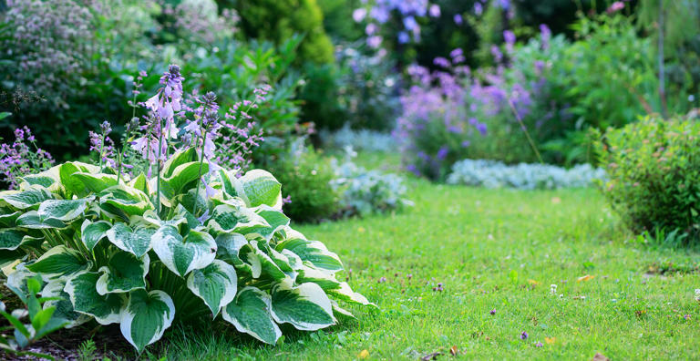 Garden with hostas and other herbaceous perennials (Image credit: Getty Images | Mkovalevskaya)