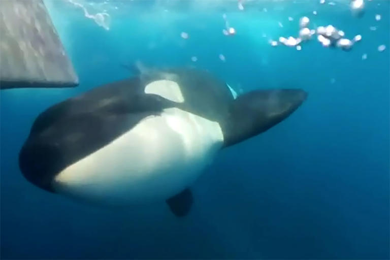 An Iberian orca is captured tracking a vessel in the Strait of Gibraltar in footage obtained by rights group WeWhale.