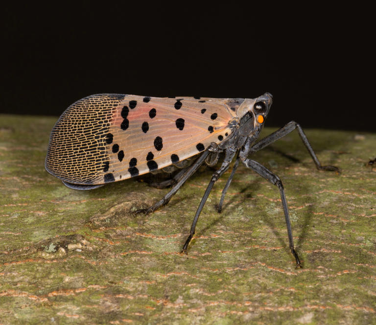 A dozen Ohio counties under quarantine as invasive spotted lanternfly ...