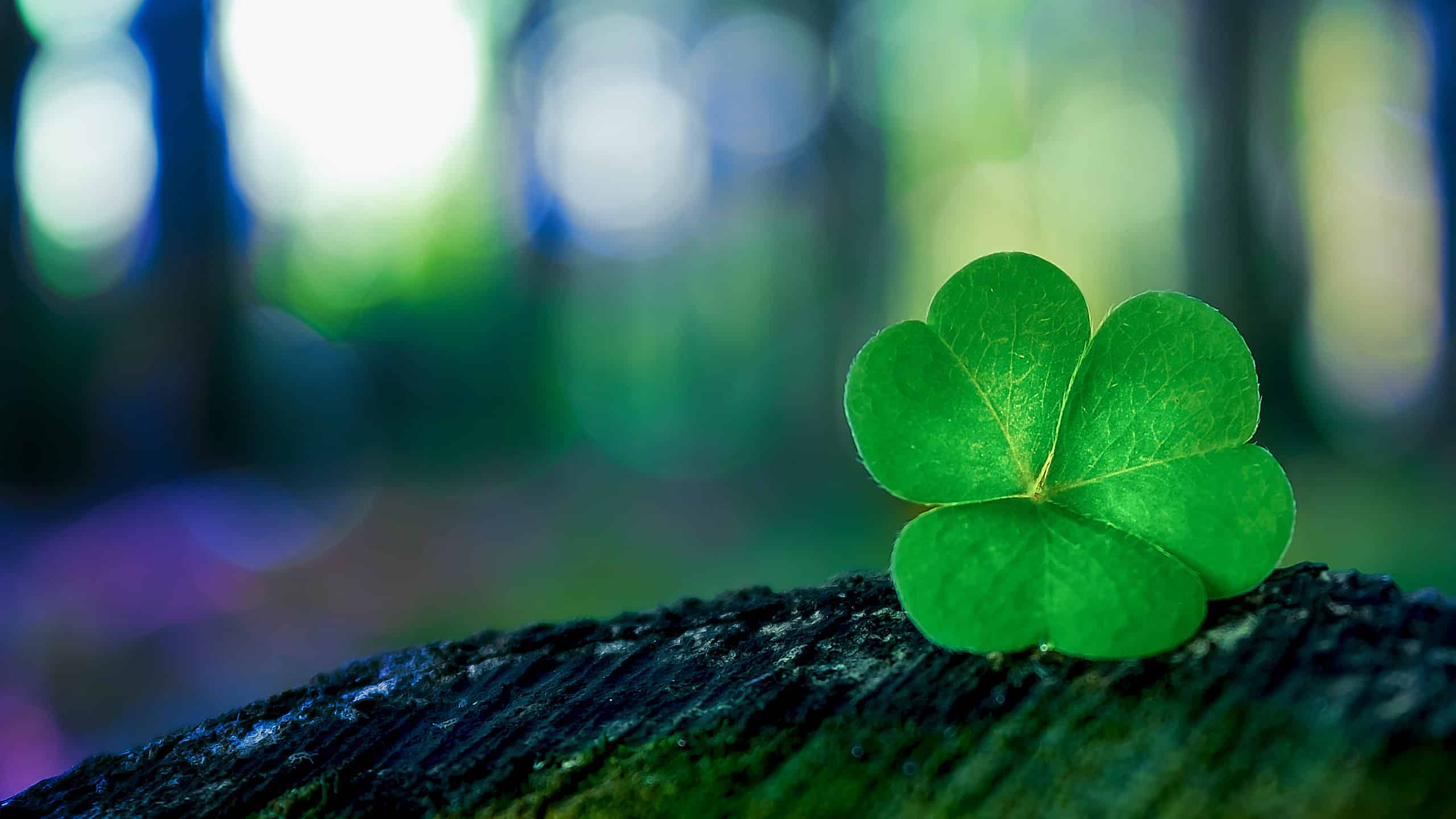 Shamrock vs. Clover: What Are the Differences and Why Do They Matter?