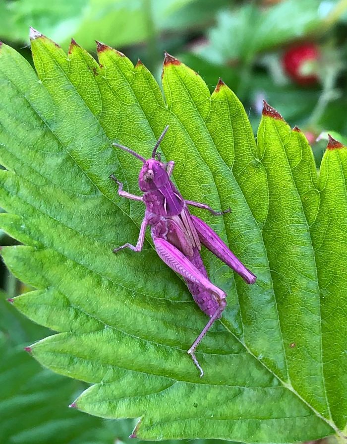 #13 A Purple Grasshopper Found In My Garden